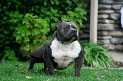 download american bully champion bloodline for sale